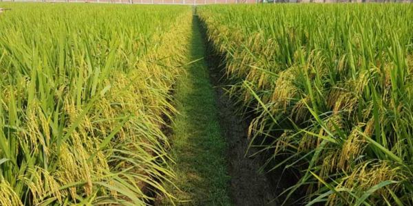 আমনের ক্ষতি কাটাতে বোরো উৎপাদনে করণীয়